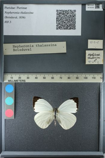 Media type: image;   Entomology 182302